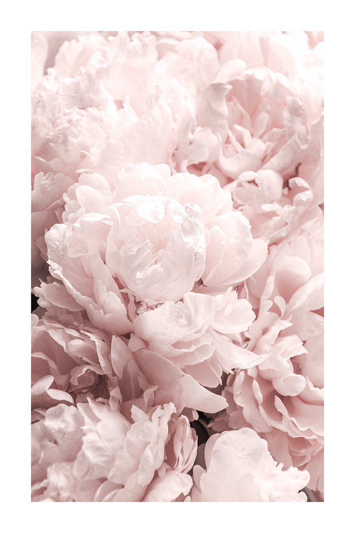 Pink Peony Poster No.2