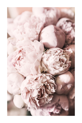 Pink Peony Poster No.6