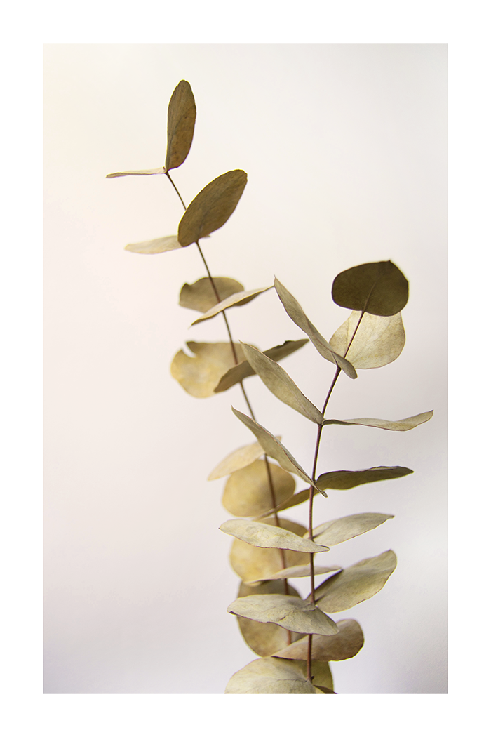 Golden Eucalyptus Leaf Poster