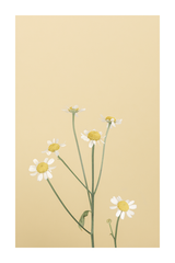 Daisy Poster No.2