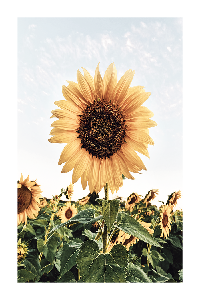 Sunflower Photo Poster