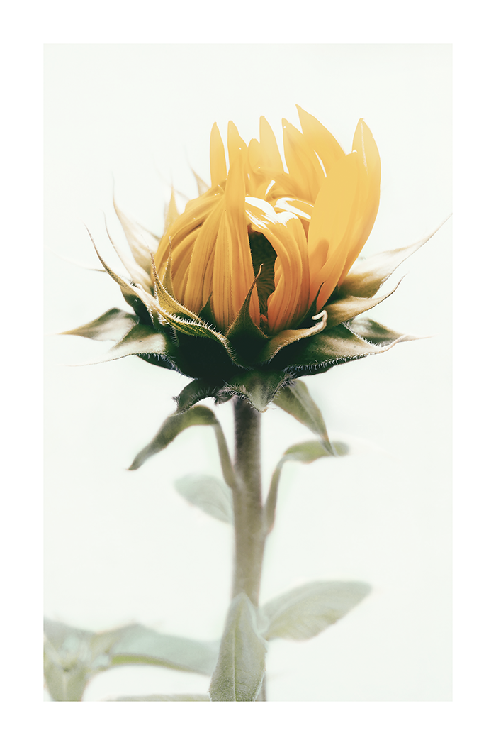 Sunflower Bud Poster