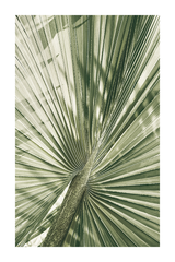 Fan Palm Leaf Close Up Poster
