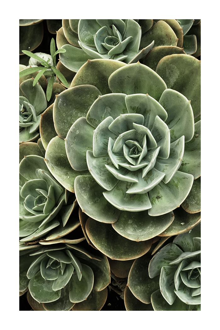 Green Succulents Poster