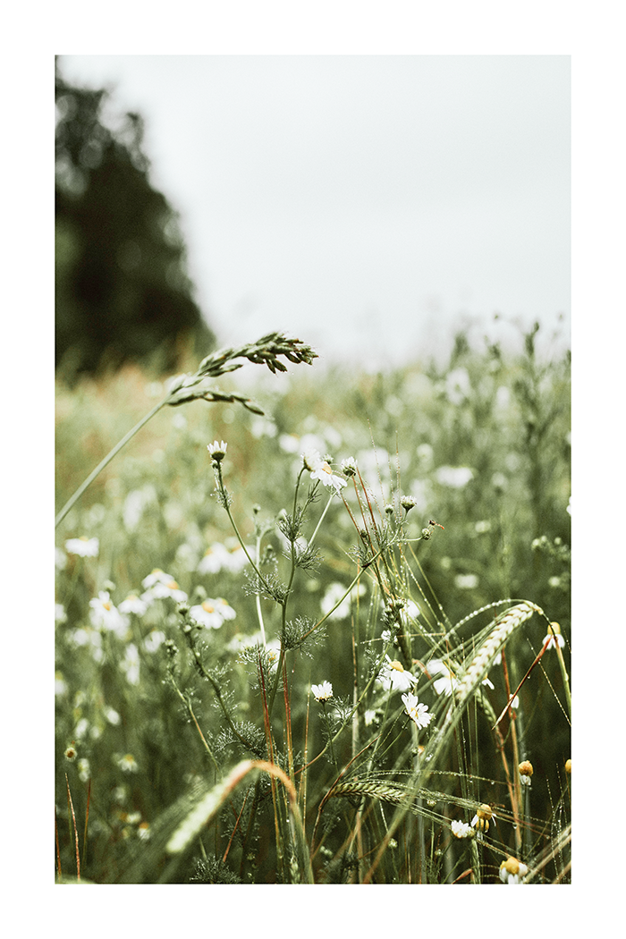 Spring Field Poster