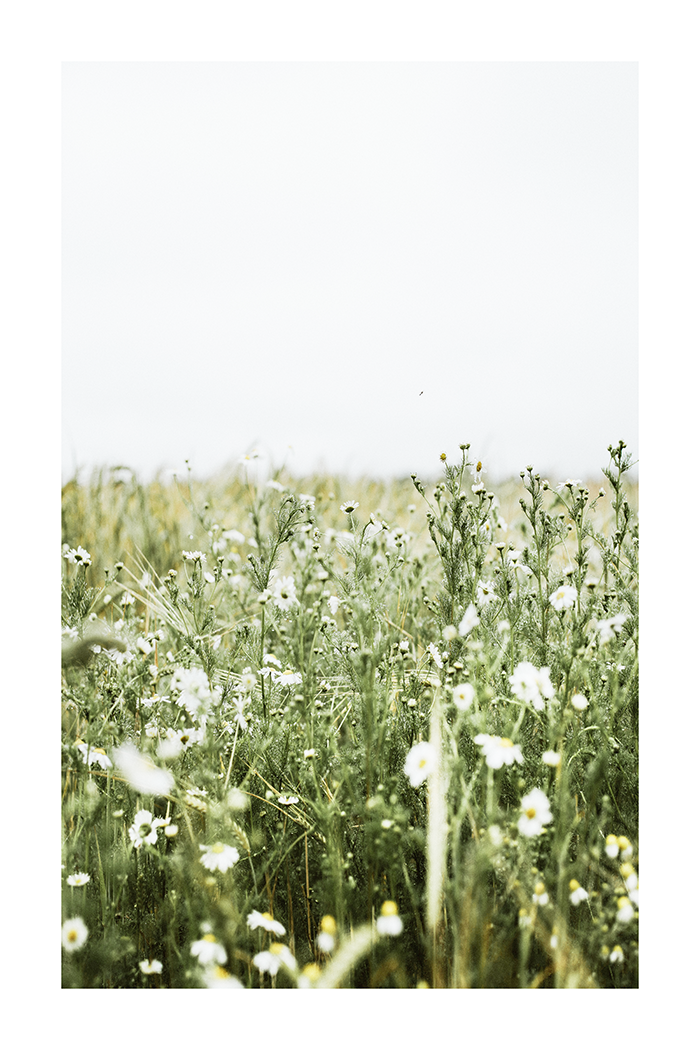 Spring Field Poster No.3