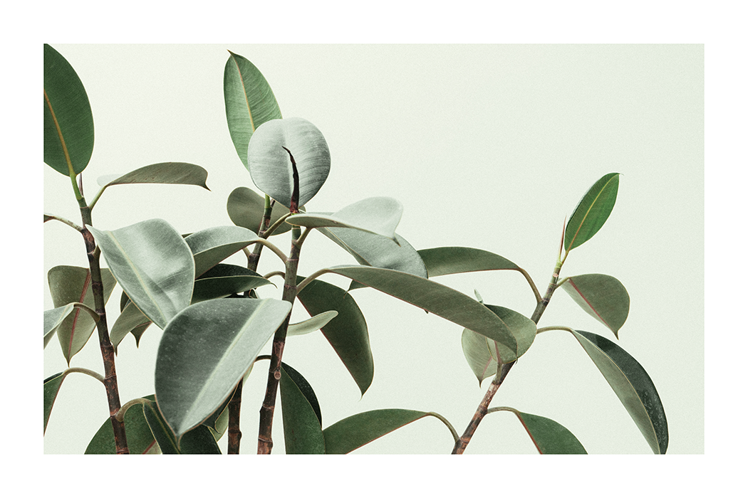 Cluster of Leaf Poster