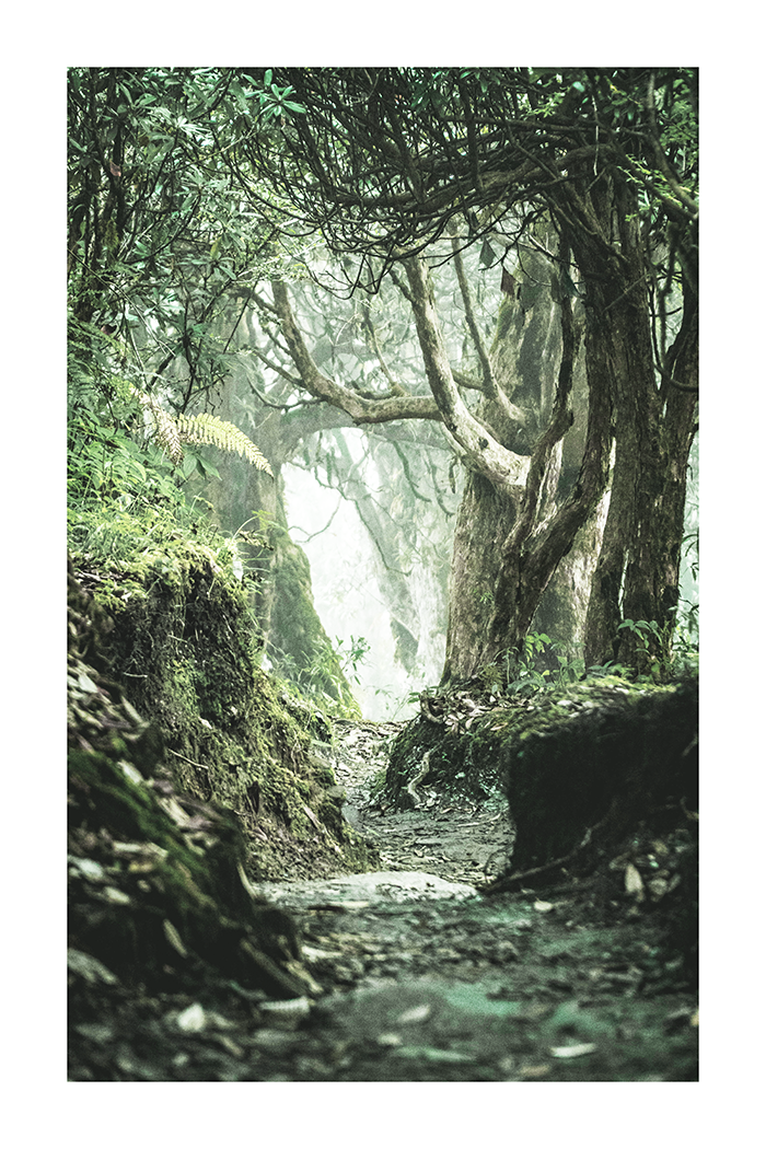 Deep in the Forest Poster