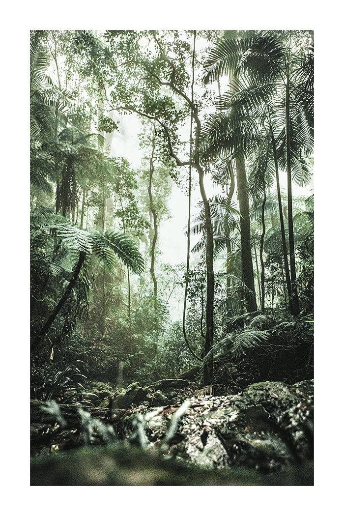 Tropical Forest Poster