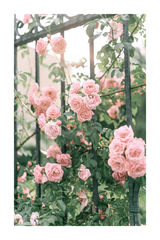 Fence Flower Poster