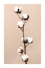 Cotton Flower Poster