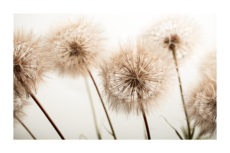 A Bunch of Dandelion Poster