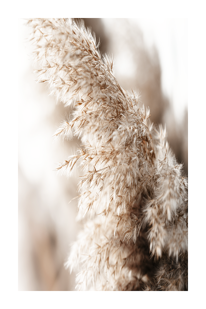 Pampas Close Up Photo Poster