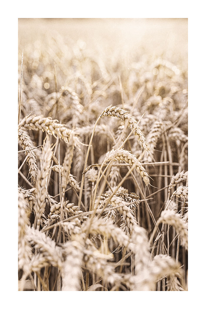 Wheat Field Poster