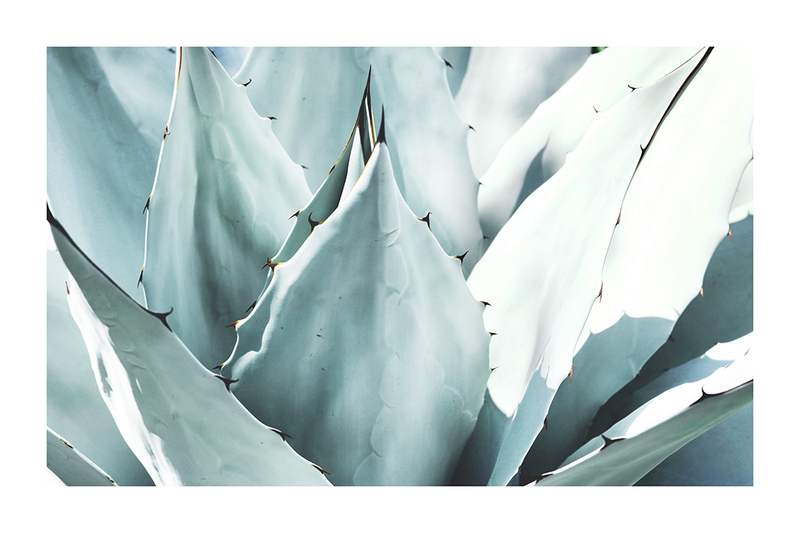 Succulent Photo Poster No.2