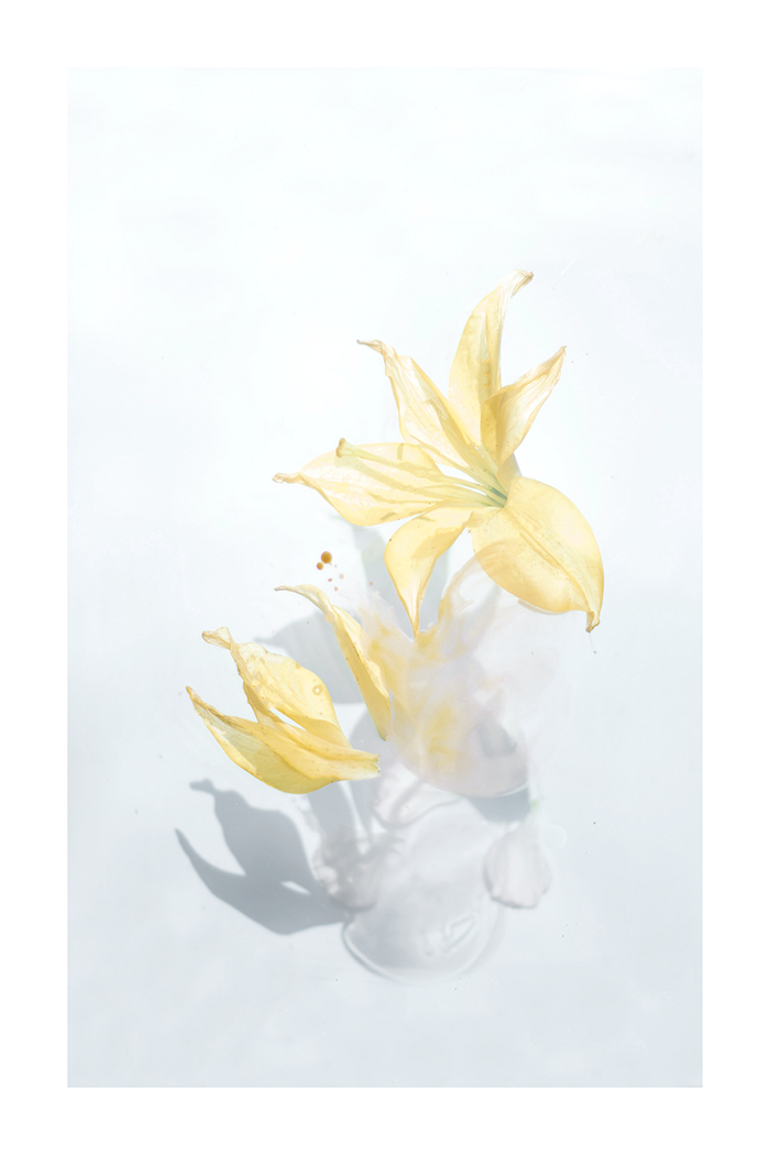 Yellow Lily Poster