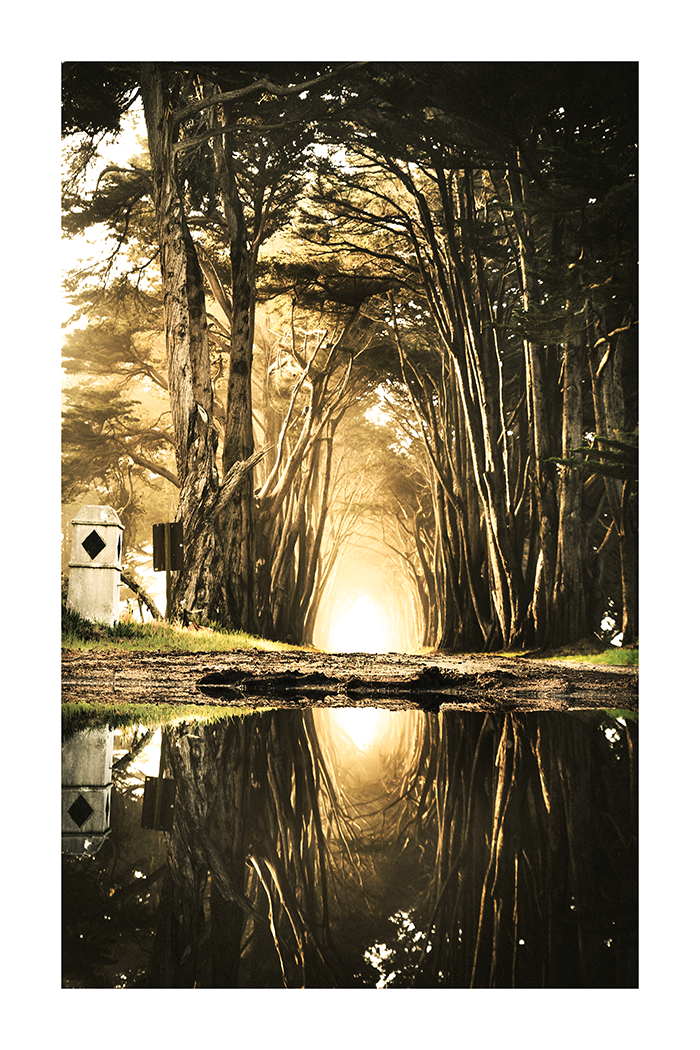 Forest Reflection Poster