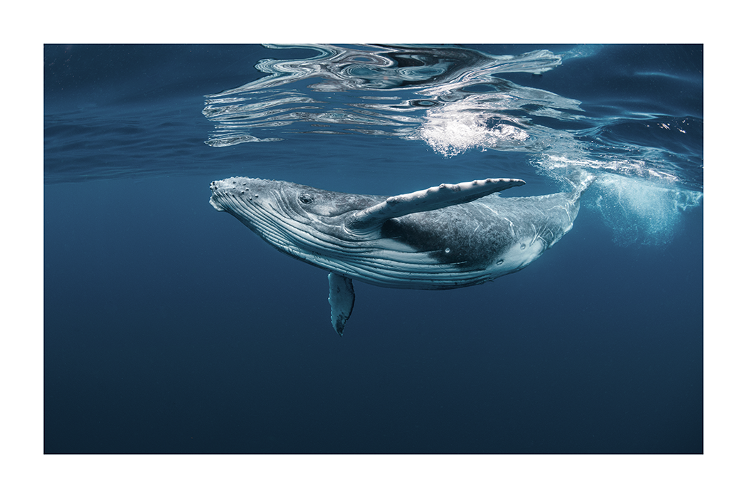 Whale Poster