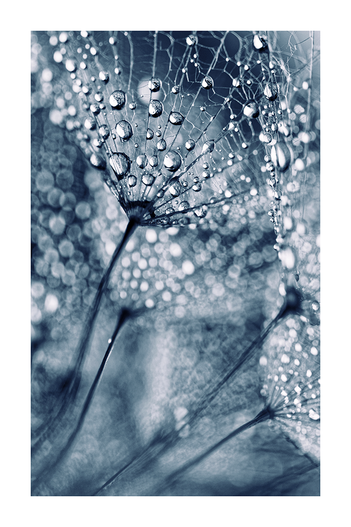 Dew Poster