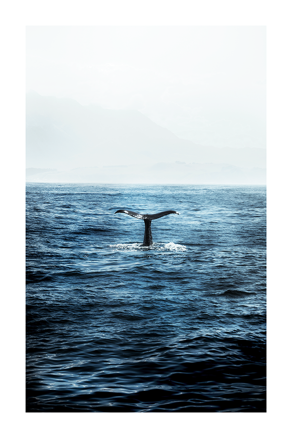 Whale Tail Poster No.3