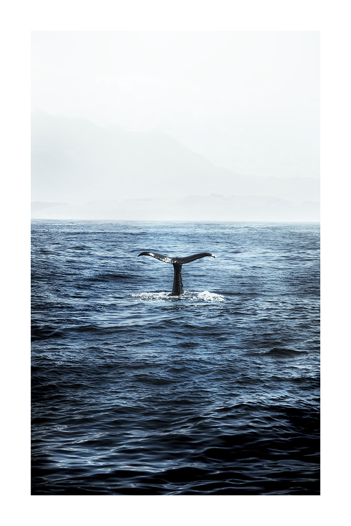 Whale Tail Poster No.3