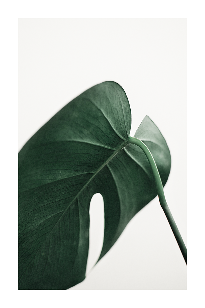 A Monstera Poster