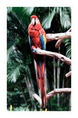 Parrot Picture Poster