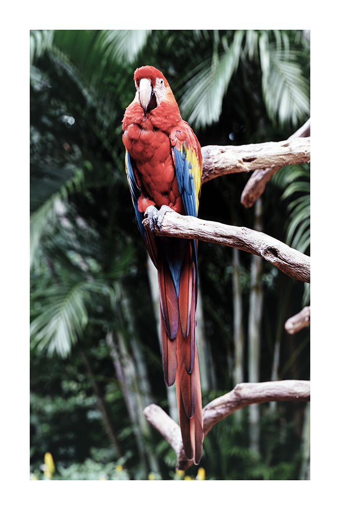 Parrot Picture Poster