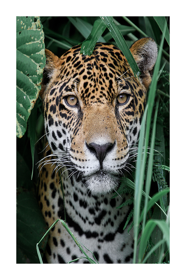Tiger Close Up Poster