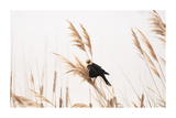 A Bird in Grass Poster