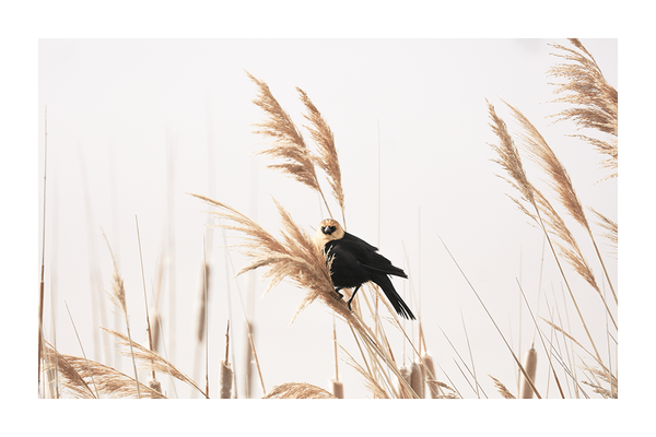 A Bird in Grass Poster