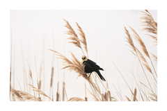 A Bird in Grass Poster