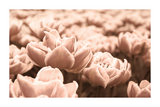 Pink Flowers Close Up Poster