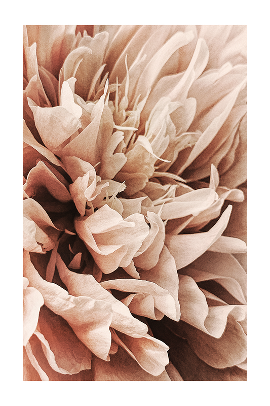 Brown Flower Close Up Poster