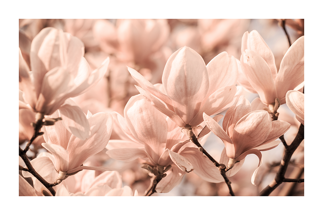 A Bunch of Pink Flower Poster