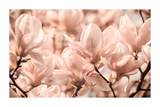 A Bunch of Pink Flower Poster