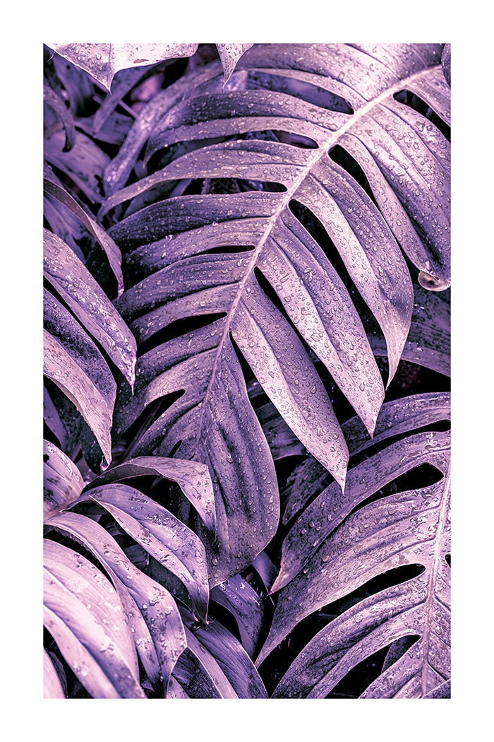 Purple Monstera Leaf Poster