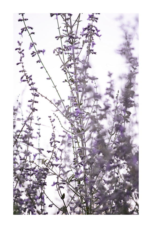 Lavender Close Up Poster