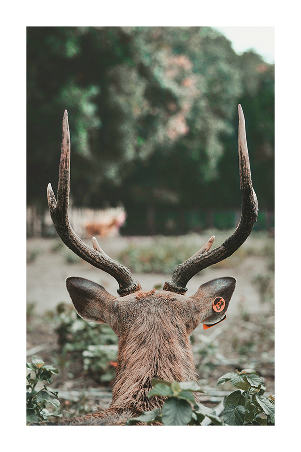 Deer Back View Poster