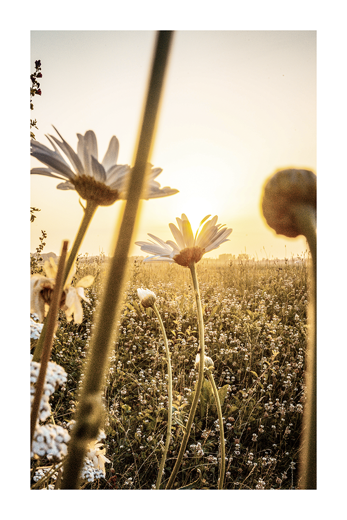 Sunset Daisy Poster