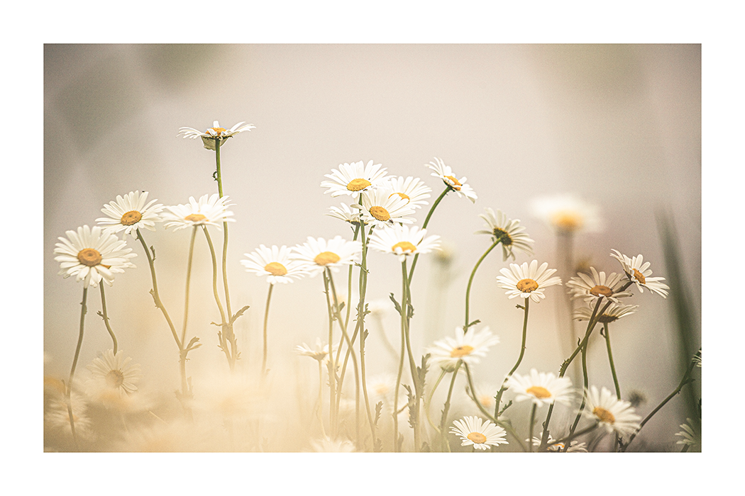 Daisy Poster