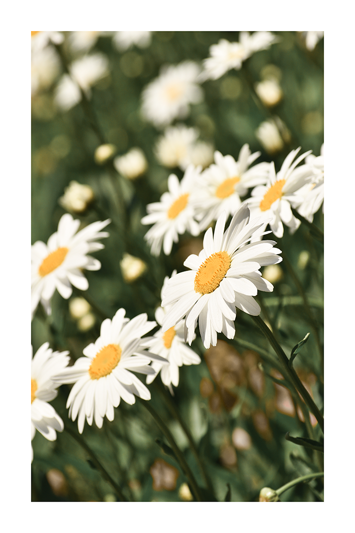 Daisy Poster No.3