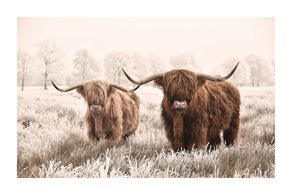 Two Highland Cow Poster