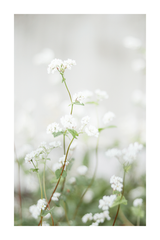 Small White Flower Poster