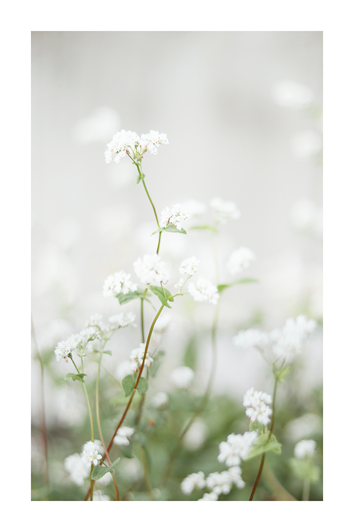 Small White Flower Poster