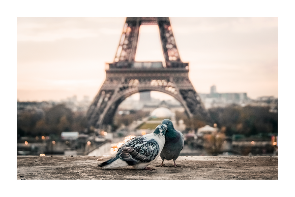 Paris Pigeon Poster