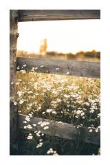 Daisies by the Fence Poster
