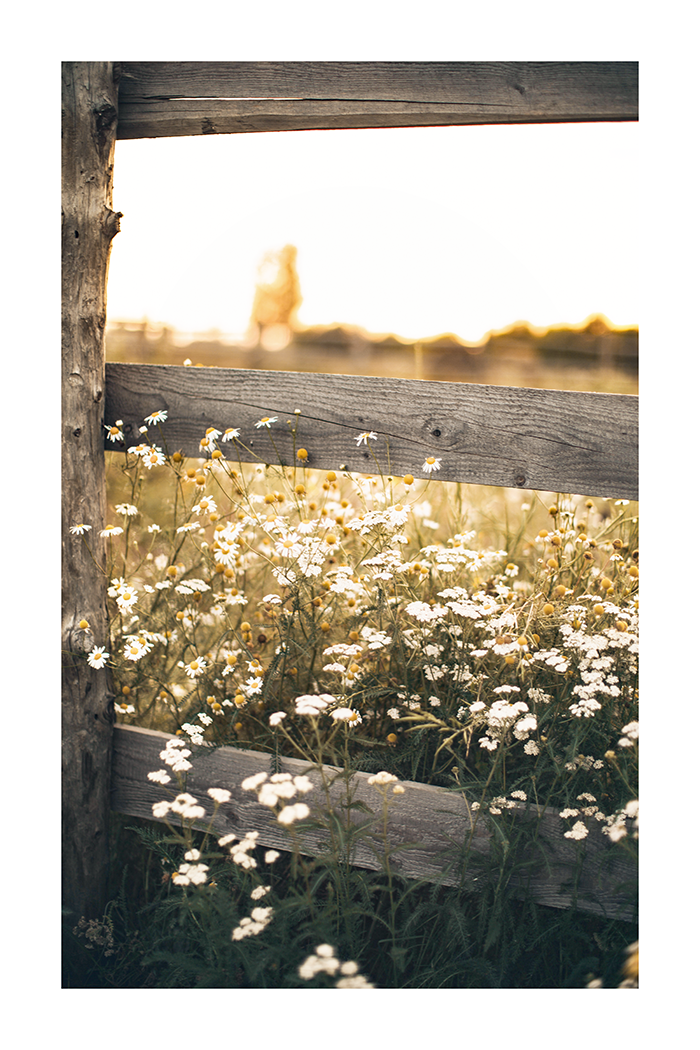 Daisies by the Fence Poster