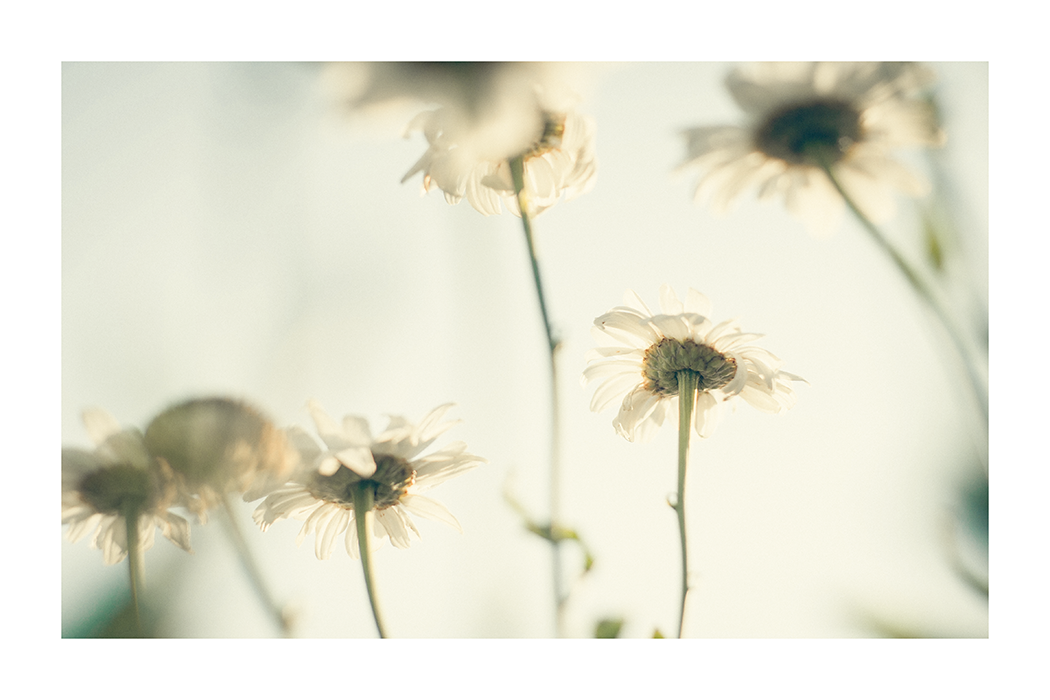 Daisy Poster No.2