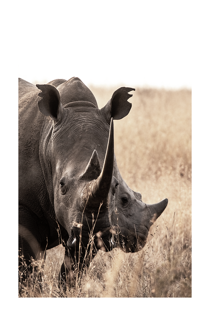 Black Rhino Poster